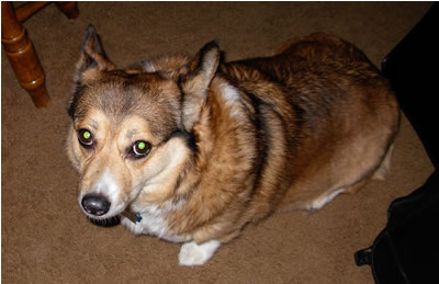 Tams All About Even, age 7, still mystified by the camera