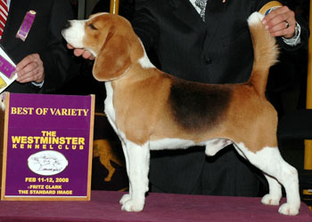 Biggest Beagle
